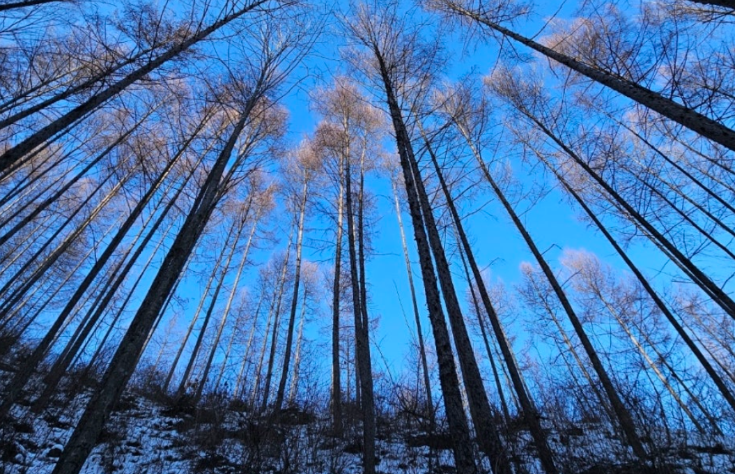 인제 자작나무숲