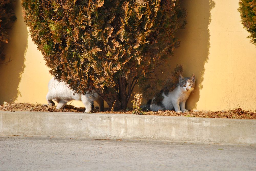 겨울 화단 위에서 햇빛을 받는 고양이 모자