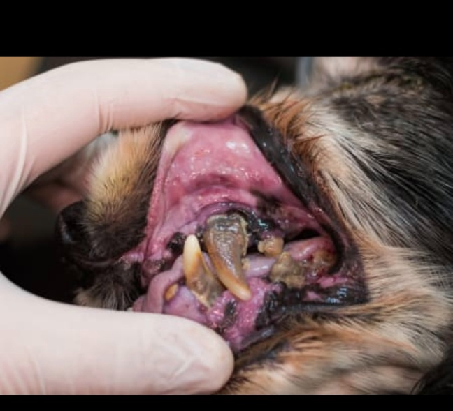 강아지 구강·치아관리부터 파생 합병증, 화식까지 한 번에 정리