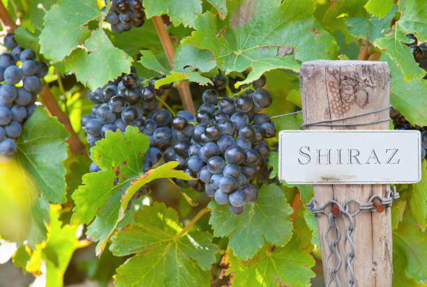 양갈비구이 &amp; 쉬라즈(Shiraz) 와인 페어링｜스모키한 육향과 블랙베리 스파이스의 야성미