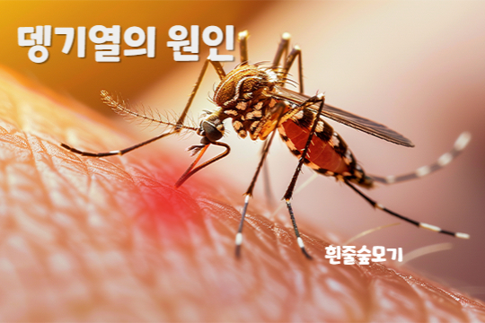 뎅기열의 원인
흰줄숲모기