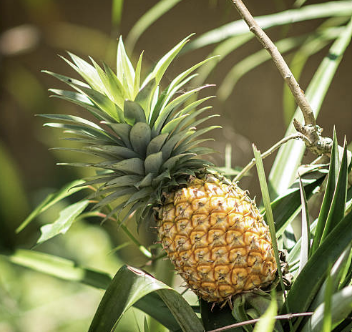파인애플 효능 부작용 자르는법 식초만들기 등 총정리(최신)