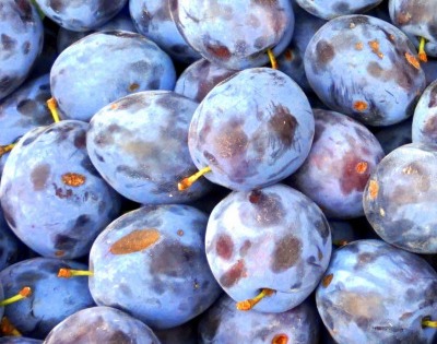 푸룬 건자두 효능 부작용