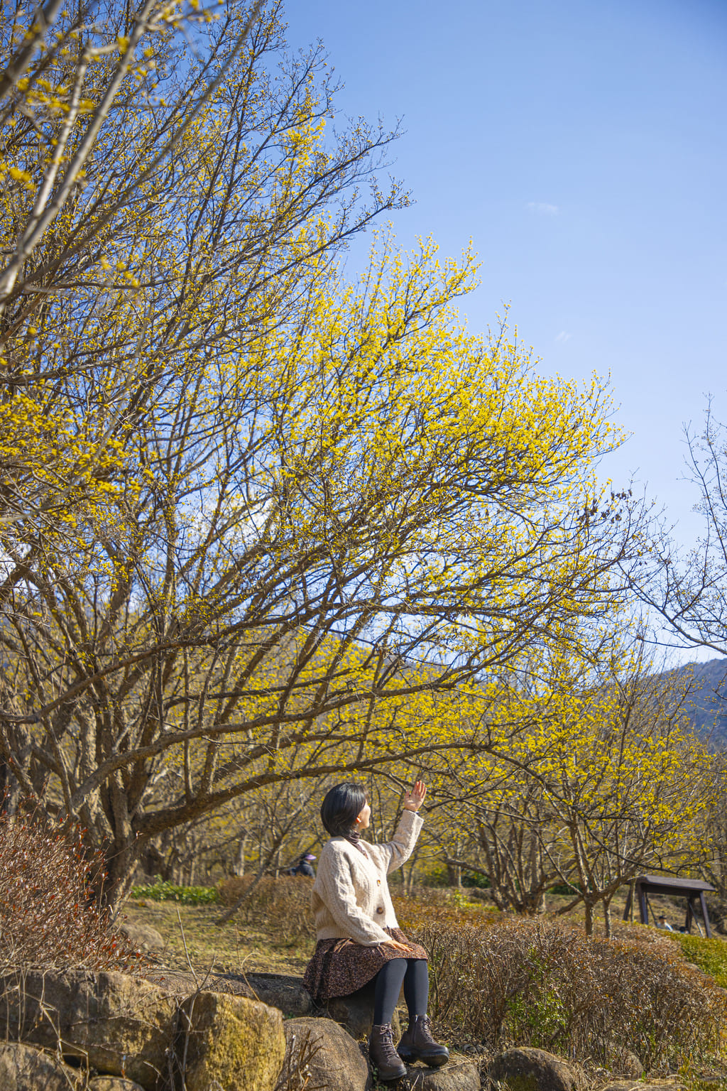 구례산수유축제 일정&amp;#44; 서울에서 당일치기 가능! 2025년