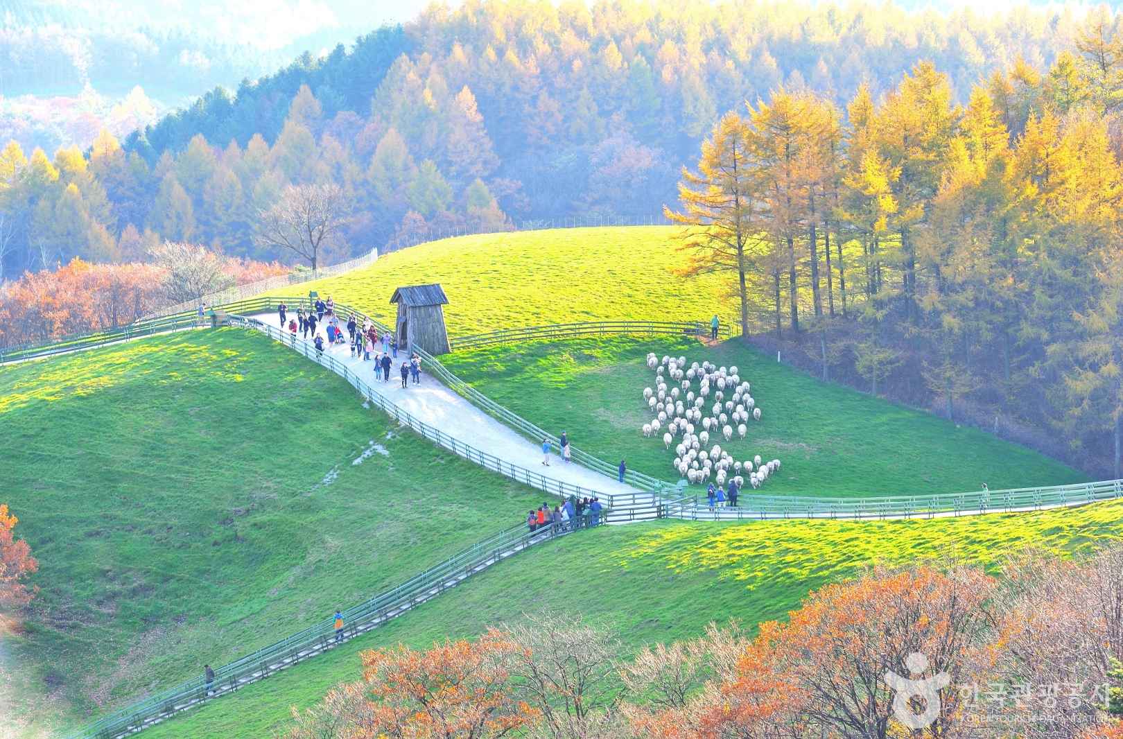 평창 대관령 양떼목장