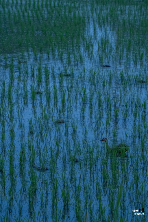 왕송호수 공원 오리떼