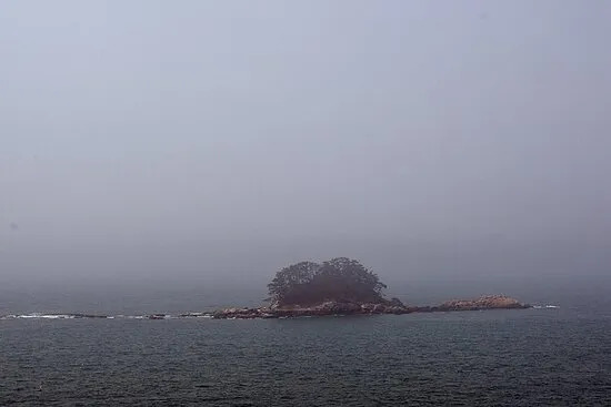 서천 마량리 동백나무 숲 개화 코스_5