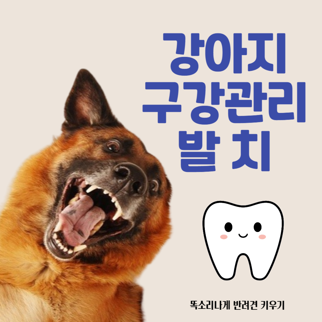 강아지 구강관리 발치비용 발치시간