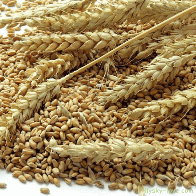 보리 맥아 효능