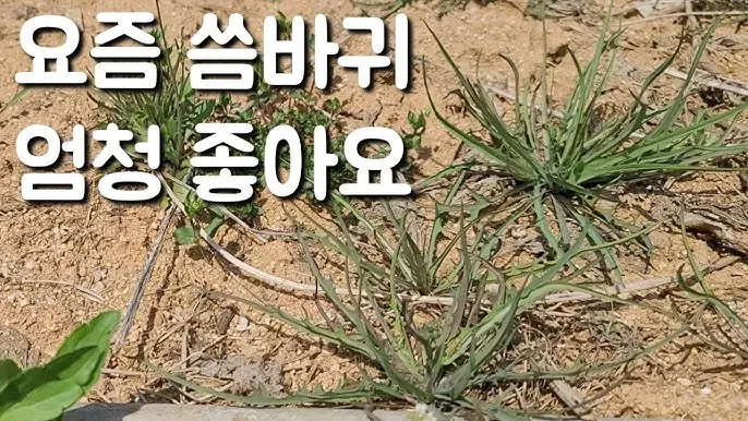 씀바귀 무침 김치 담그는법 레시피_7