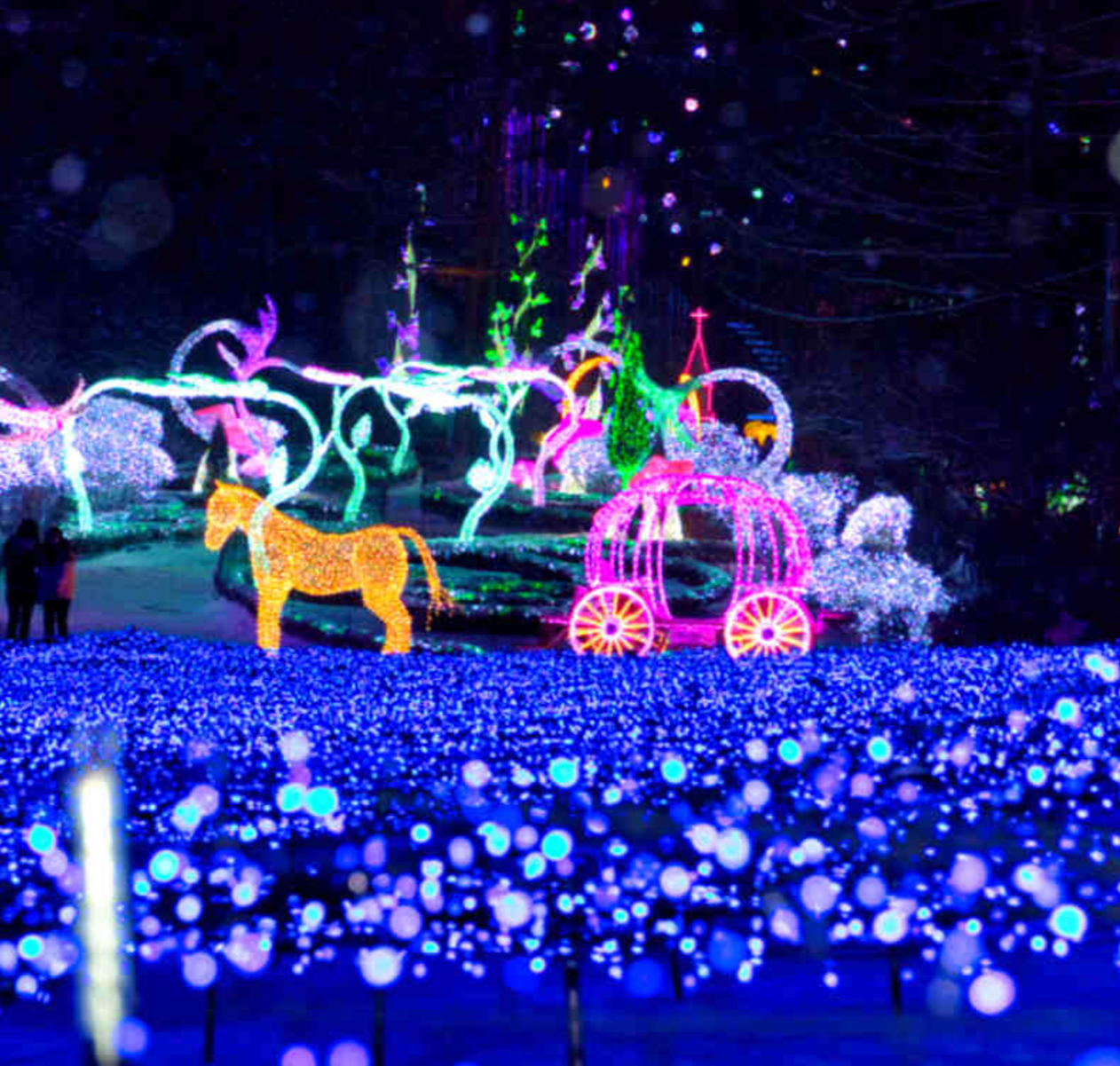 아침고요수목원 오색별빛정원전