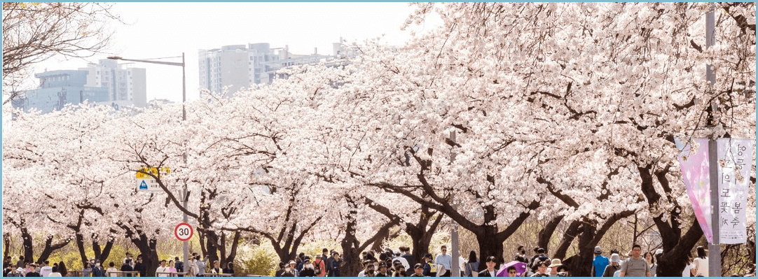 봄나들이-여의도-봄꽃축제
