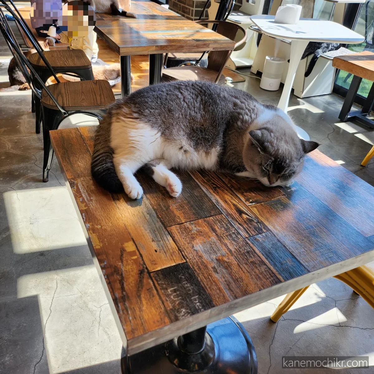 마이펫-고양이카페