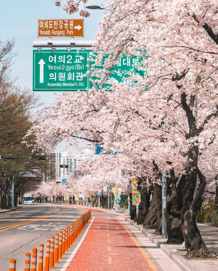 여의도 벚꽃축제 봄꽃 벚꽃 개화 실시간현황 확인하기