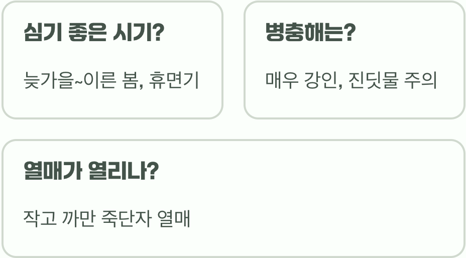 병아리꽃나무 키우기 A to Z (묘목 심기부터 관리까지)