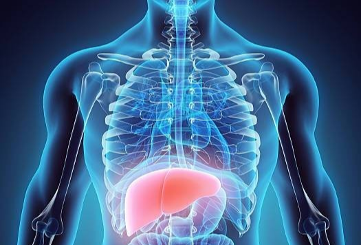 간 해독 관련 이미지