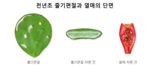 천년초 열매