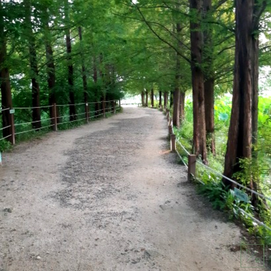 메타세콰이아 산책길이 있습니다.