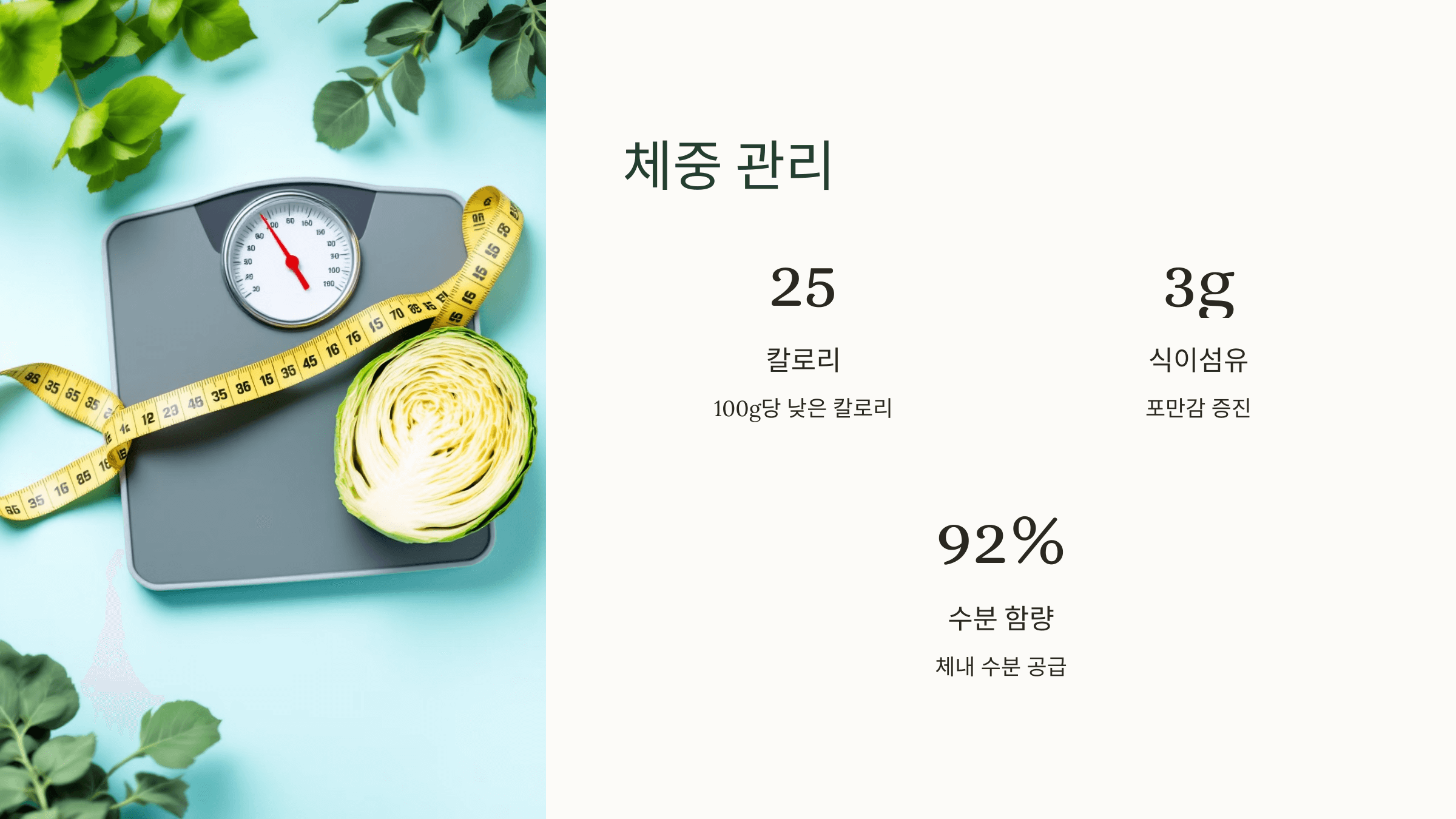 양배추 사진입니다.