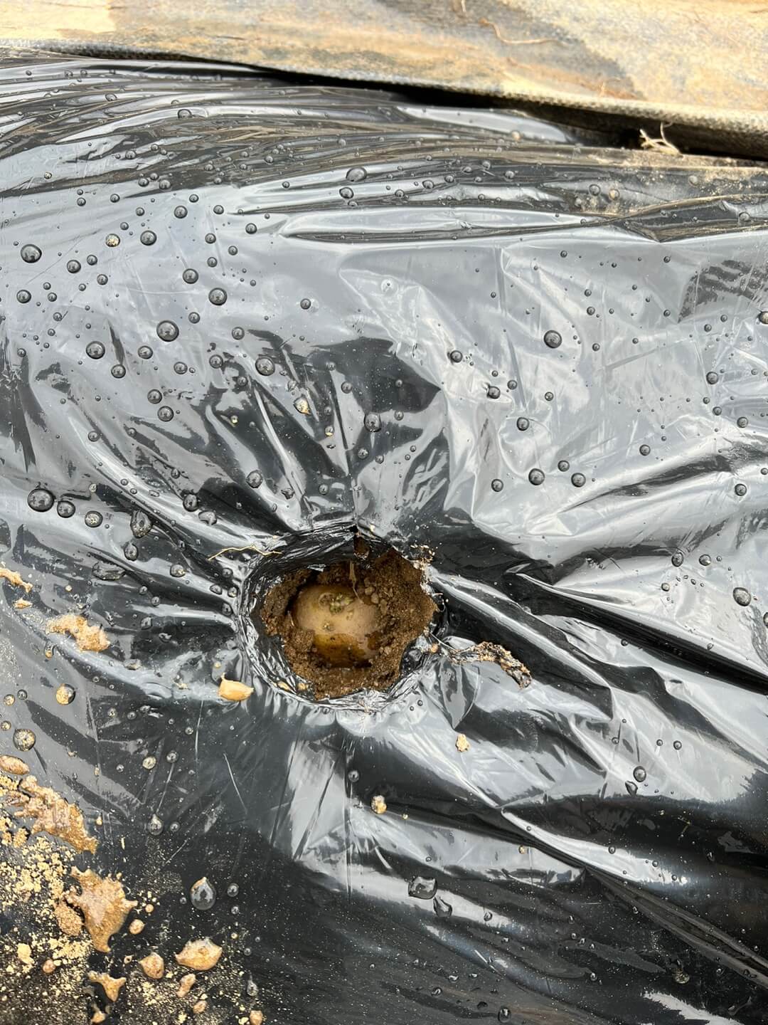 감자 파종 방법