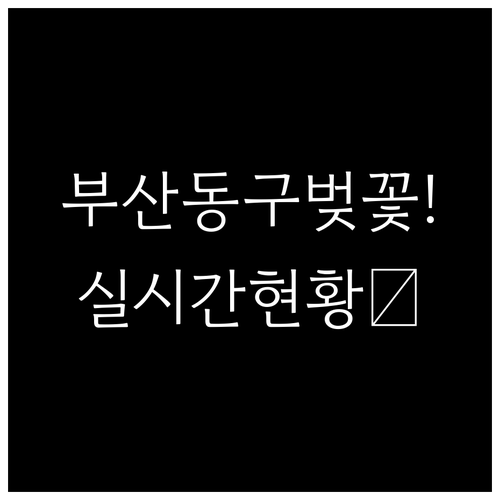 부산 동구 벚꽃 명소 추천 및 202..