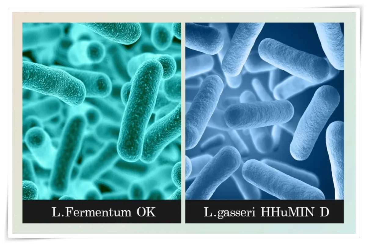 오라밸런스 덴탈케어 특허받은 구강 유산균