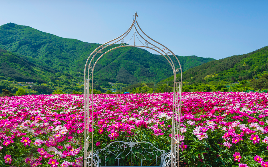 화북면 자천리 2082 작약 꽃밭 2