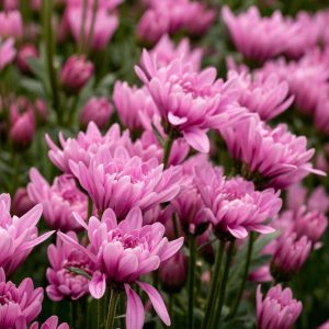 핑크 베로니카(Pink veronic)