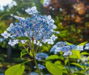 화담숲 수선화 축제