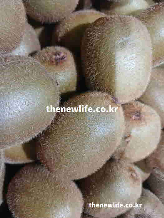 그린키위 사과 바나나 비닐봉지