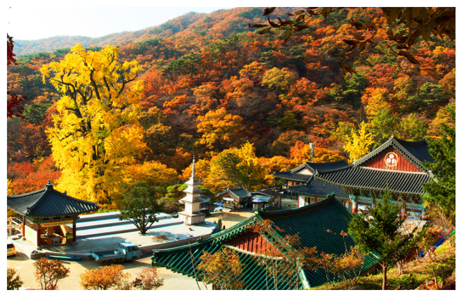 양평 용문사 단풍