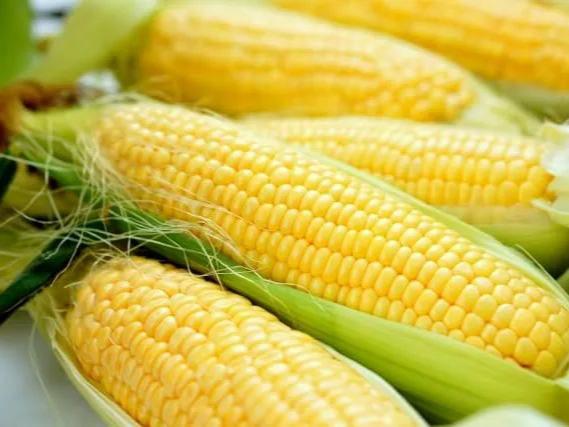 옥수수 포마감 효능