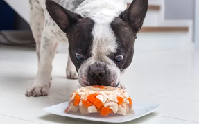 강아지/출처:어도비스톡