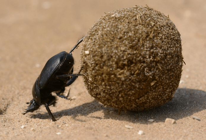 똥 먹는 꿈 해몽