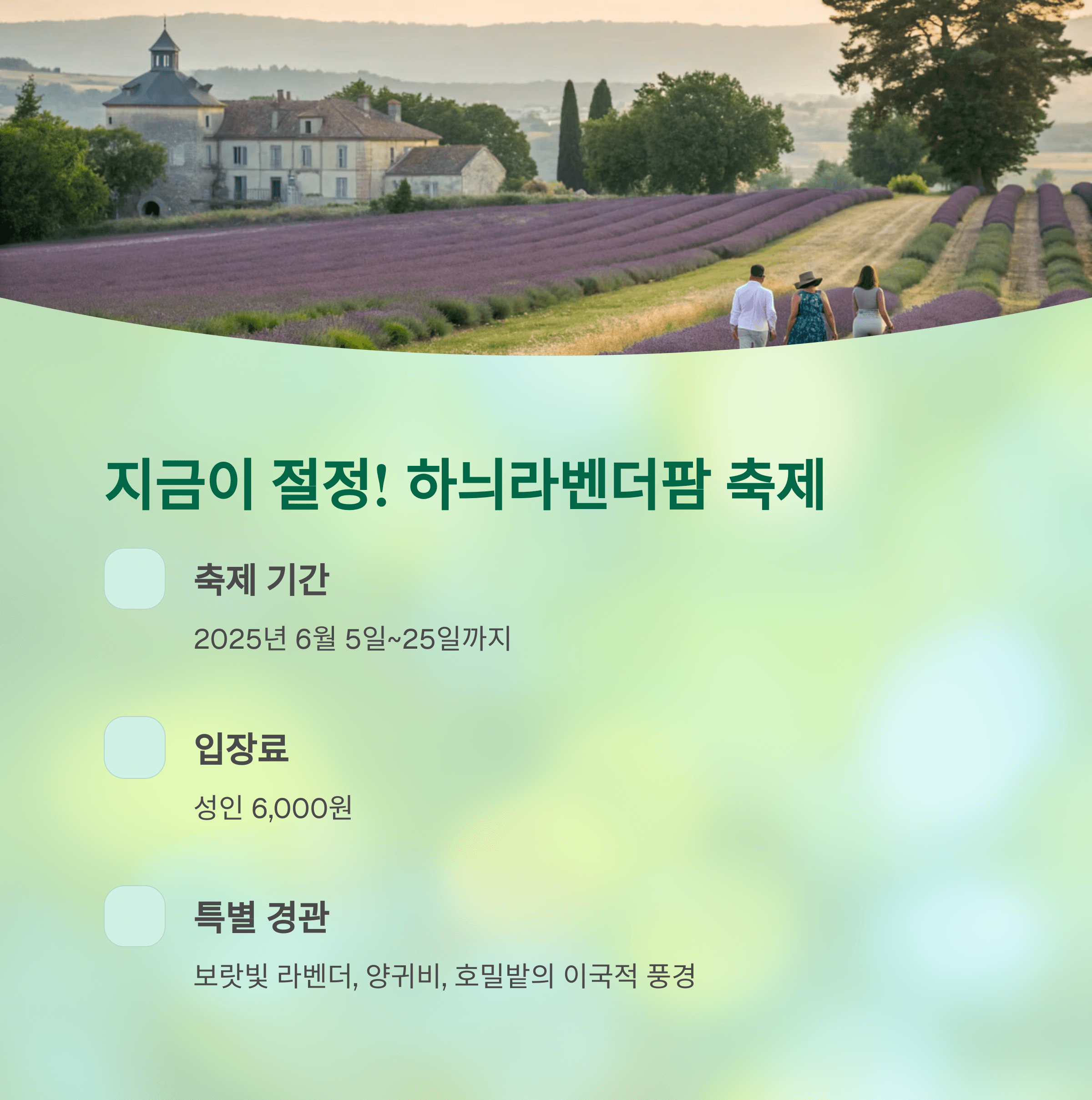 하늬라벤더팜 축제 정보와 입장료 안내