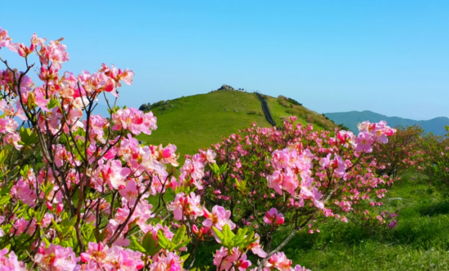 소백산 철쭉
