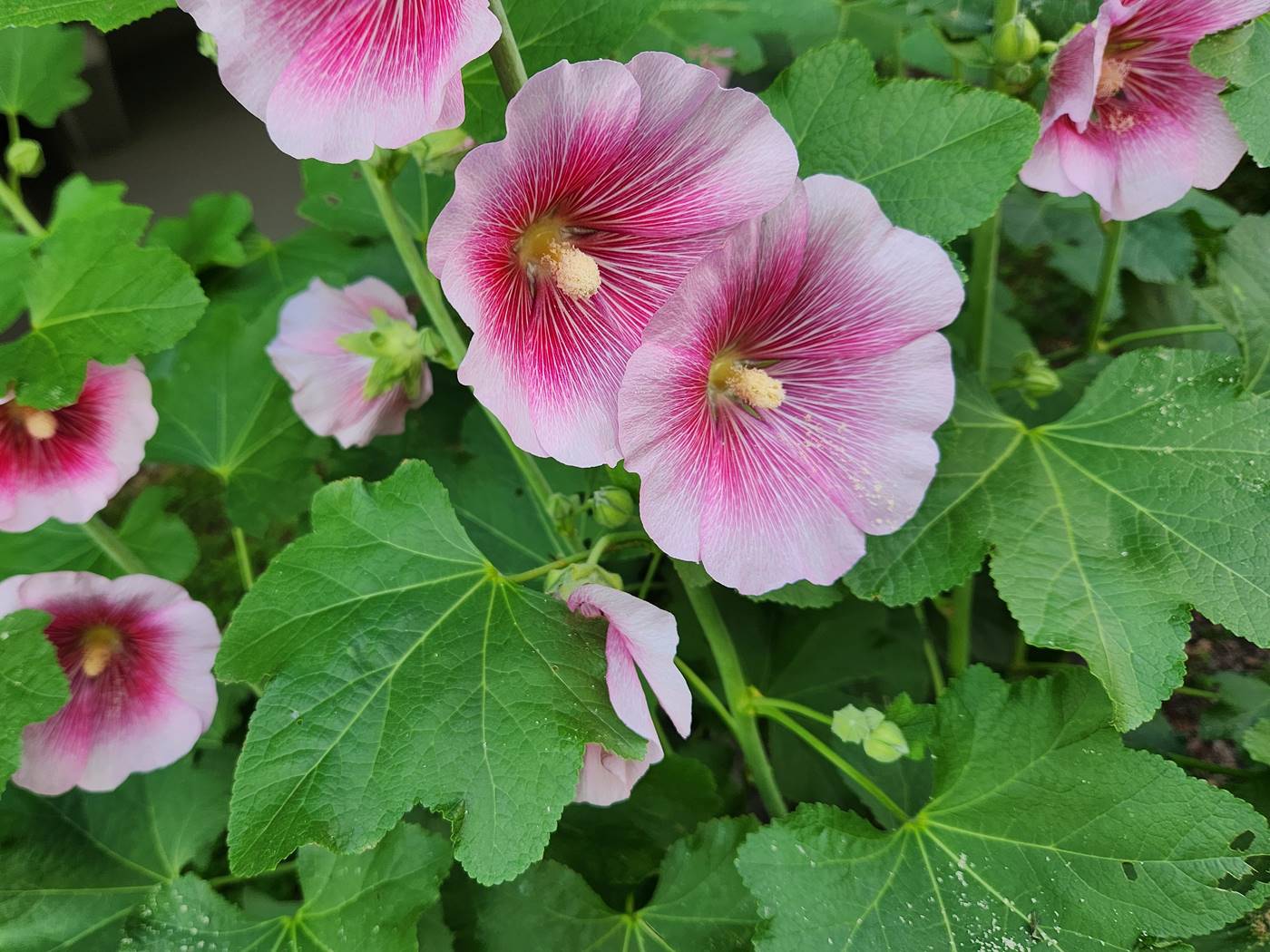 접시꽃(촉규화)