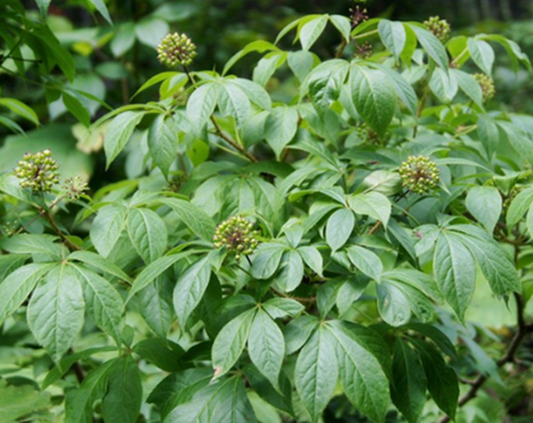 오가피효능,오가피열매효능,가시오가피주,가시오가피효능