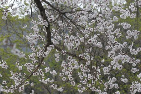 살구
