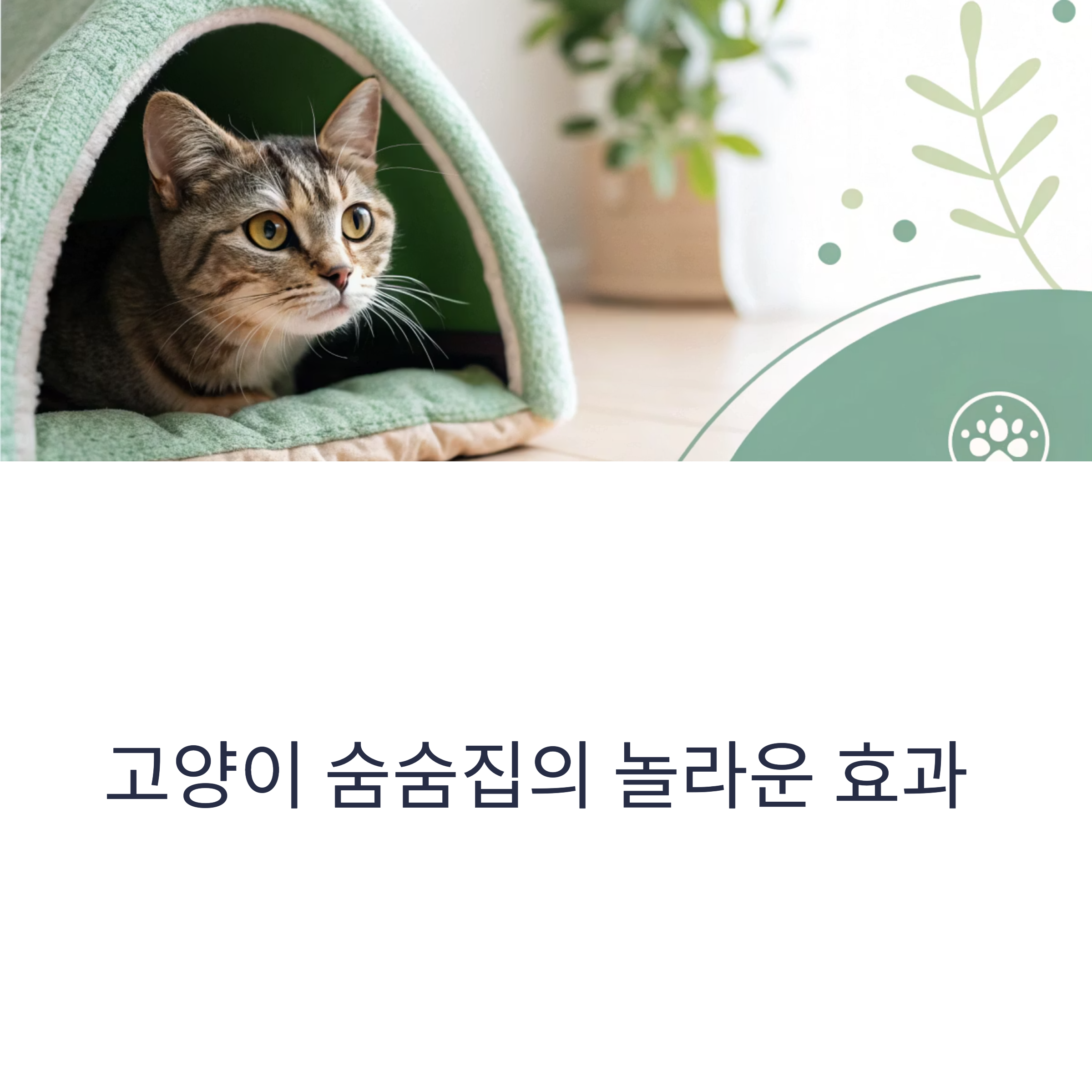 고양이 숨숨집의 놀라운 효과