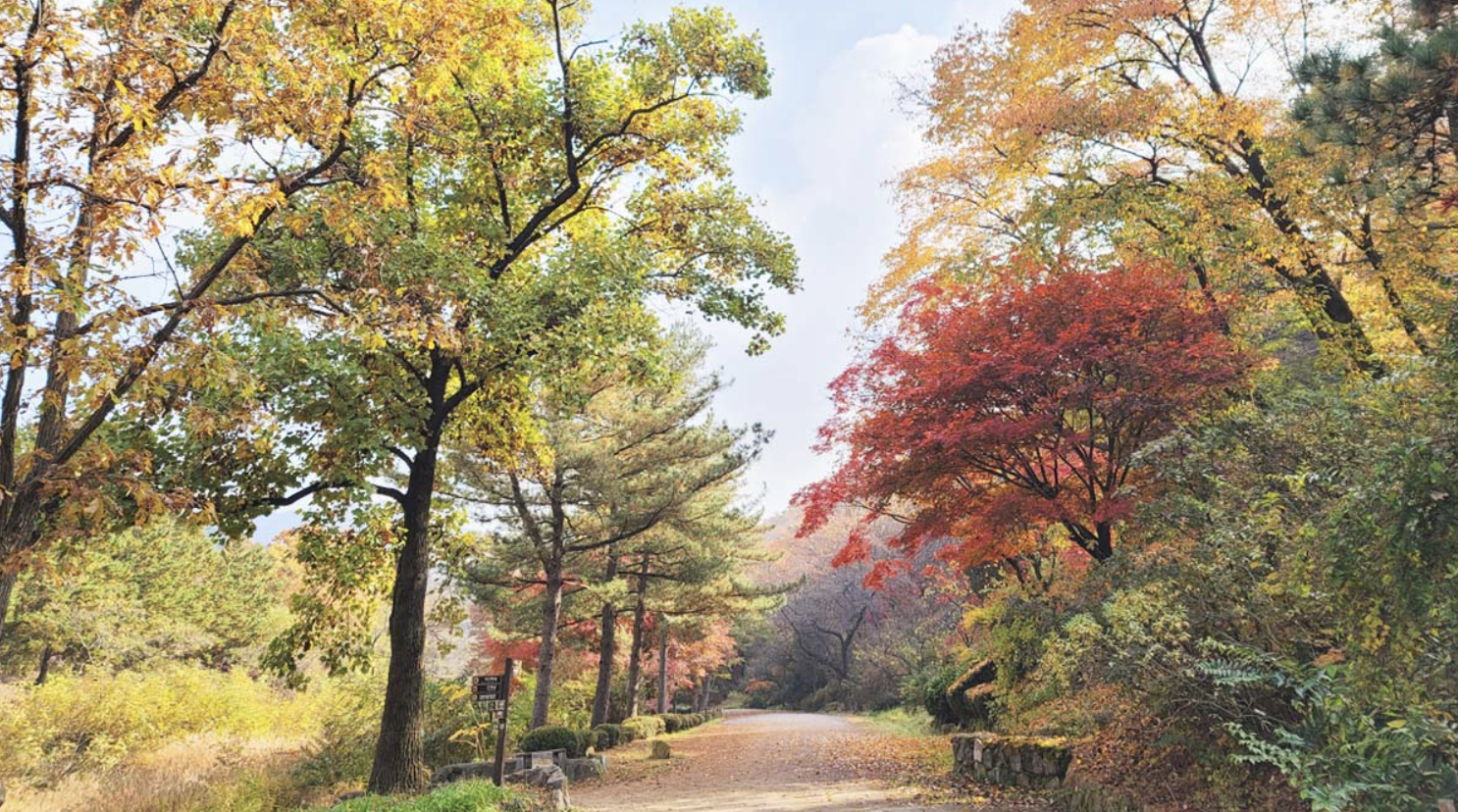 58년 만에 열린 비밀의 숲, 서울대 안양수목원 전면 개방! 안양 시민이 꼭 알아야 할 꿀정보
