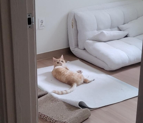 고양이 꼬리가 위로 세워졌다고? feat. 감정표현 12가지