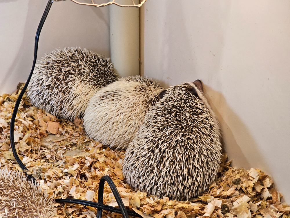 アニタッチ アクアシティお台場_05