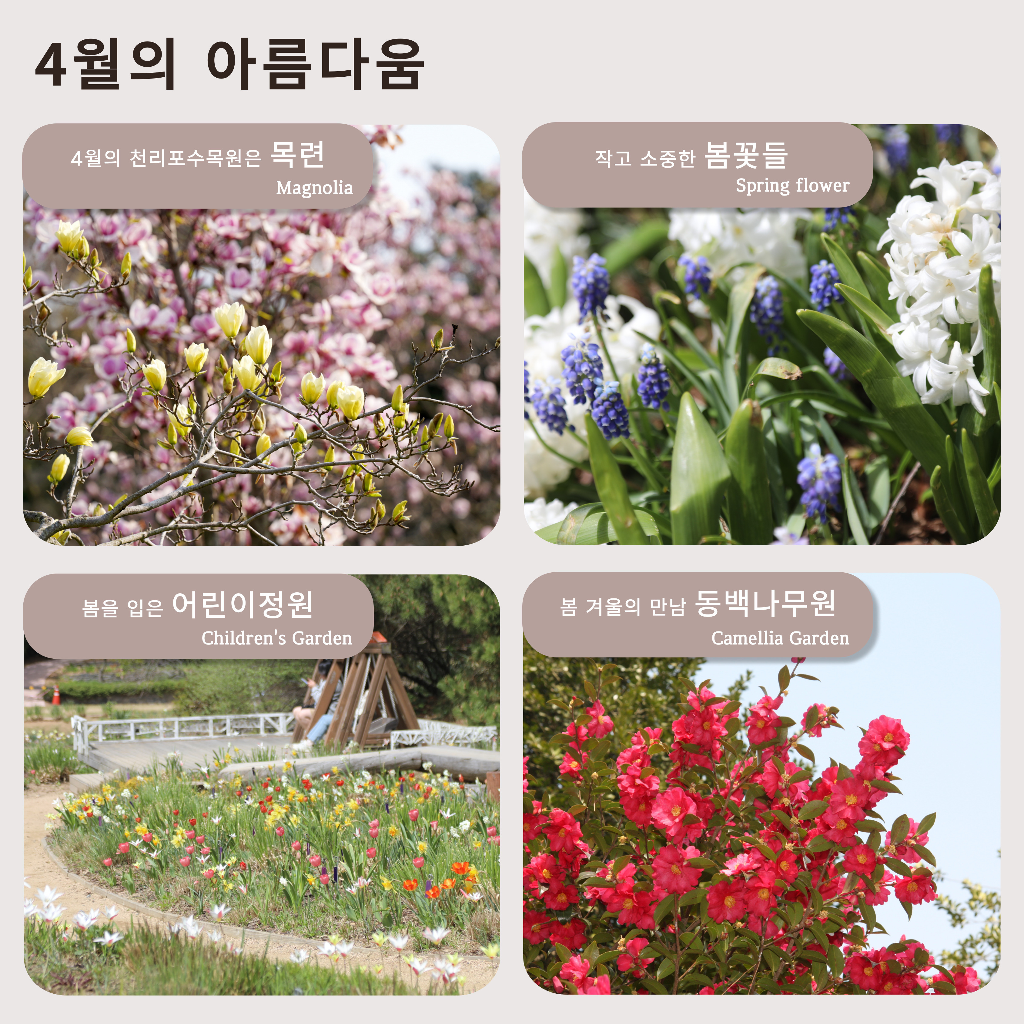 태안 천리포 수목원 목련축제 2025 주차 맛집 꿀팁 총정리