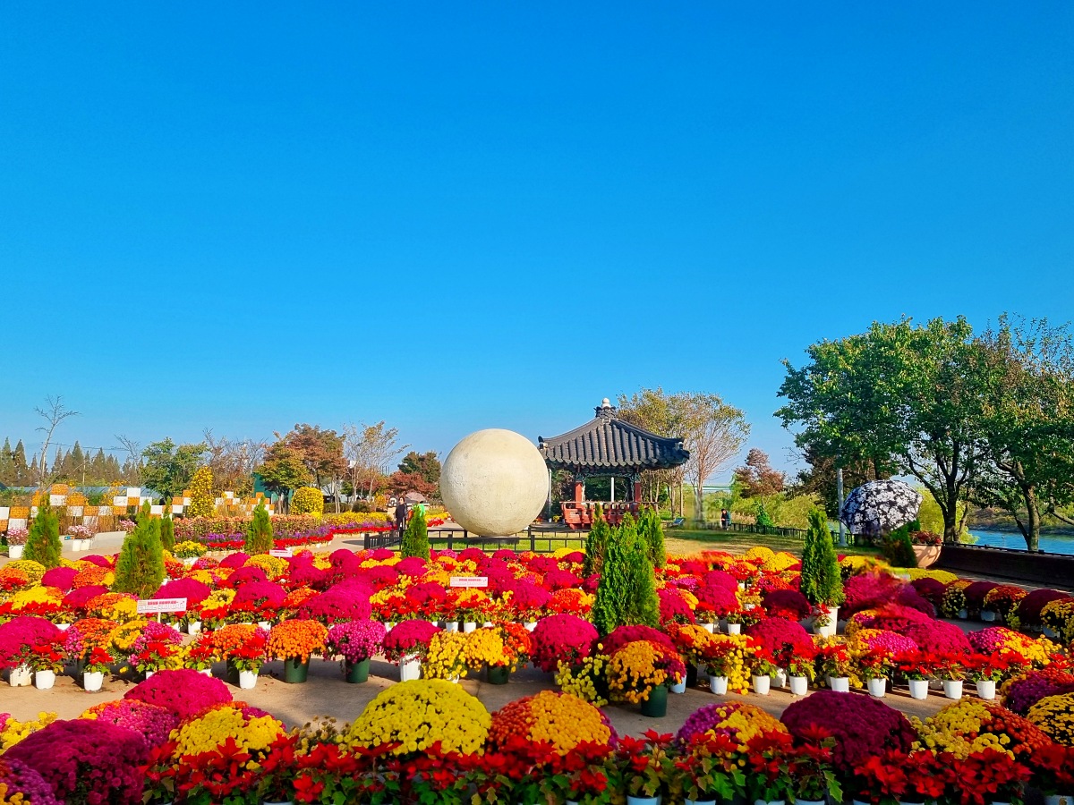 2024 인천 계양 아라온 가을꽃 전시회, 국화 축제(~11.10.): 야경, 아라뱃길, 전통놀이 체험