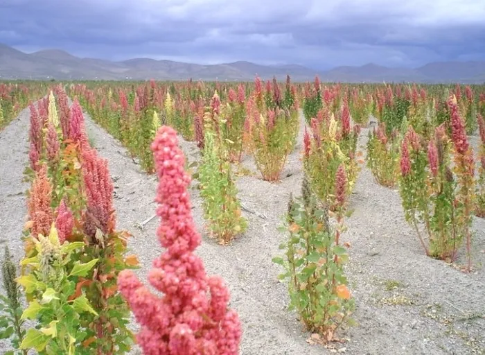 퀴노아 재배 배수성 좋은 흙 고온 건조 적응 수확_7