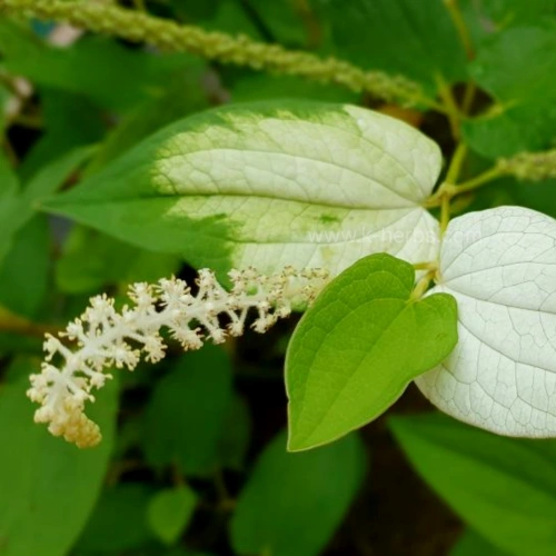 삼백초 잎과 꽃대