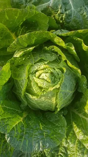 김장 김치 양념 만들기