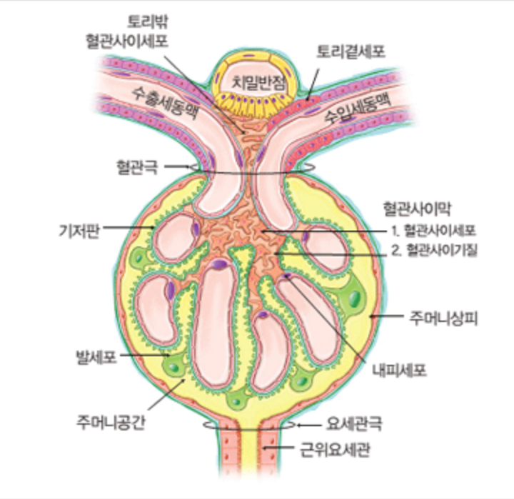신장투석 비용과 장애등급