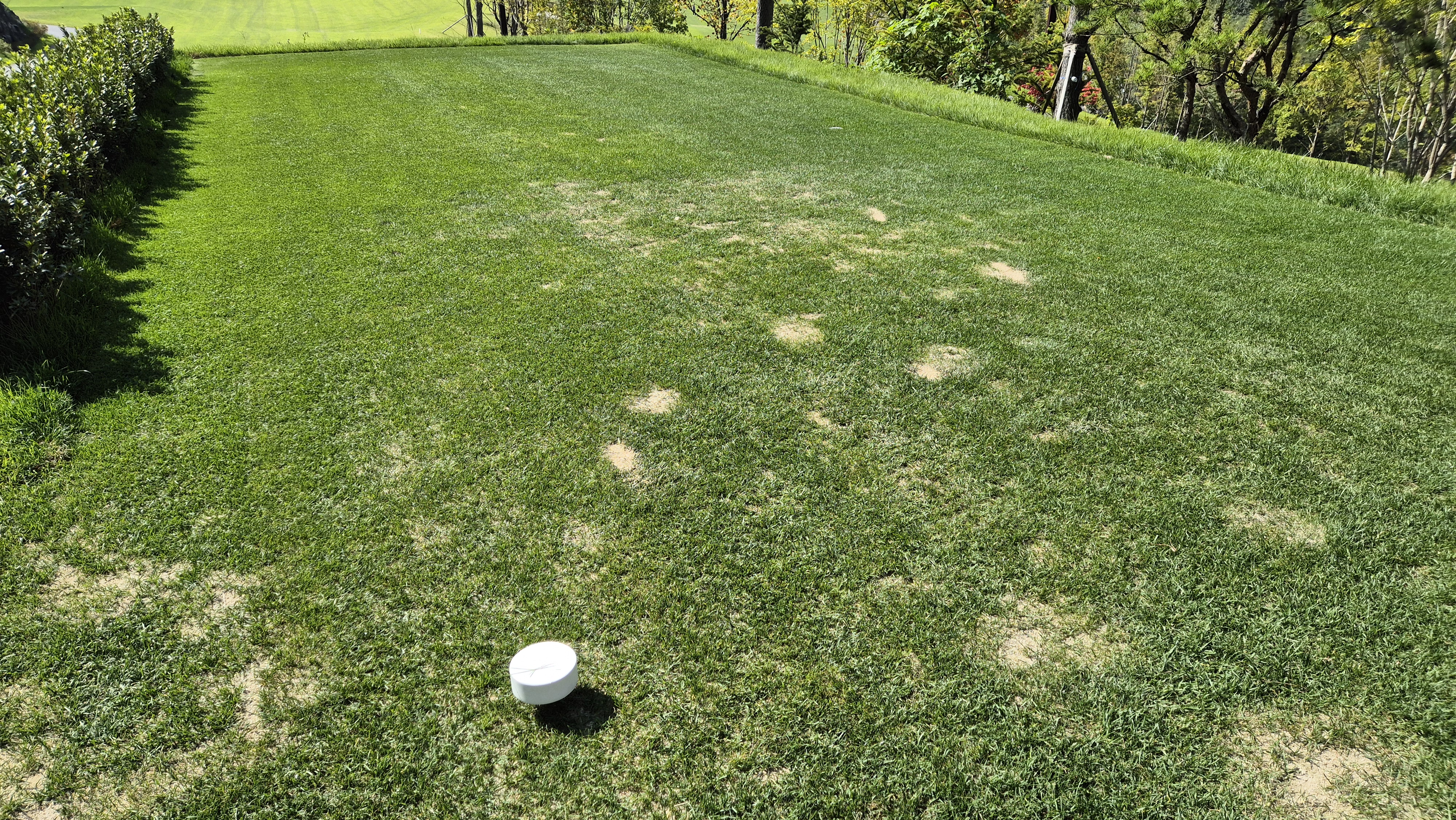 오로라cc 티잉구역 상태